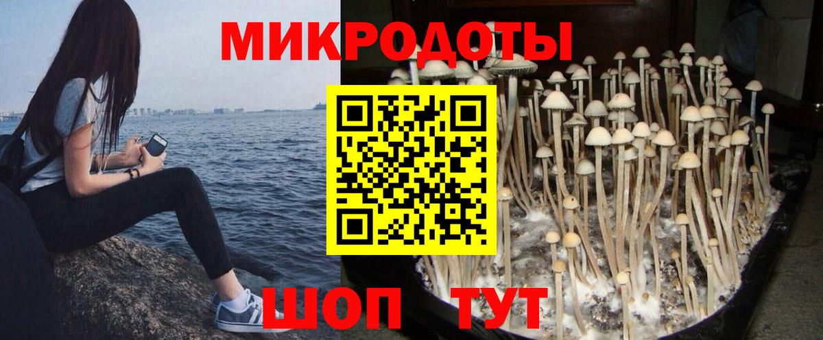 Нижний Новгород  Галлюциногенные грибы прущие грибы  Вход с VPN  Галлюциногенные грибы Psilocybe 